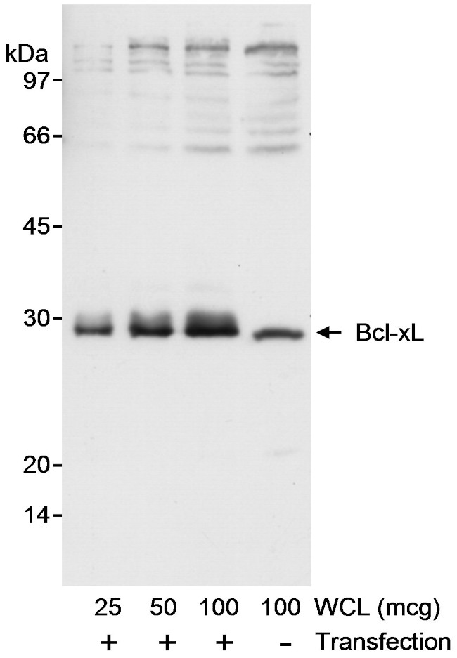 Bcl-xL Antibody in Western Blot (WB)