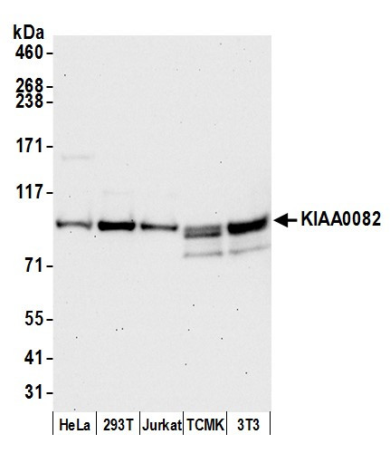 KIAA0082 Antibody in Western Blot (WB)