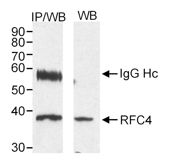 RFC4 Antibody in Western Blot (WB)