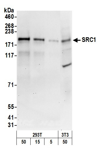 SRC1 Antibody in Western Blot (WB)