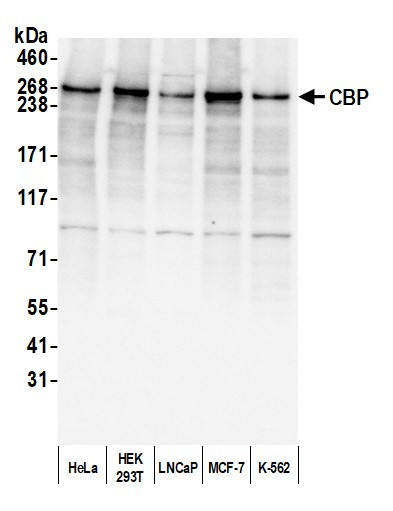 CBP Antibody in Western Blot (WB)