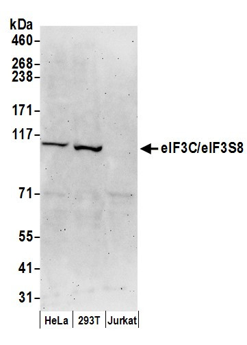 eIF3C/eIF3S8 Antibody in Western Blot (WB)