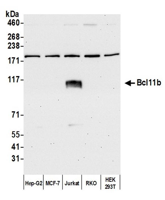 Bcl11b Antibody in Western Blot (WB)