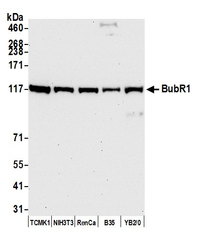 BubR1 Antibody in Western Blot (WB)