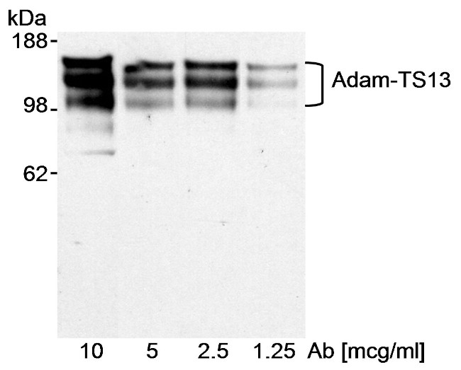 ADAMTS13 Antibody in Western Blot (WB)