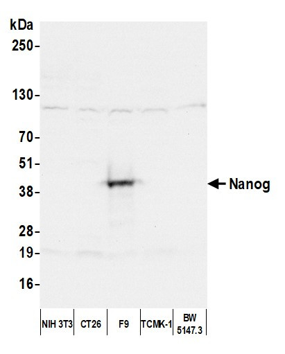 Nanog Antibody in Western Blot (WB)