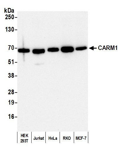 CARM1 Antibody in Western Blot (WB)