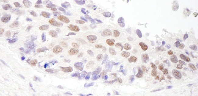 HDAC3 Antibody in Immunohistochemistry (Paraffin) (IHC (P))