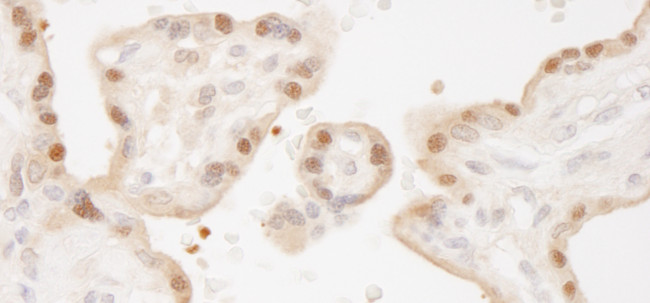 MST1-2/STK3-4 Antibody in Immunohistochemistry (Paraffin) (IHC (P))