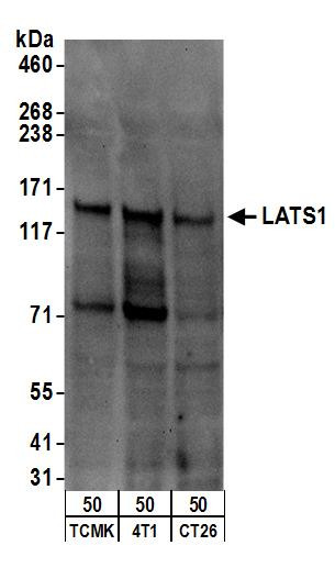 LATS1 Antibody in Western Blot (WB)