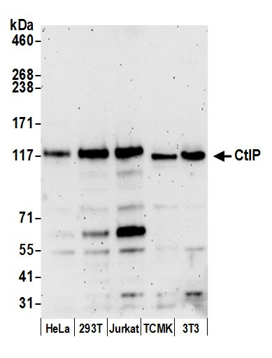 CtIP Antibody in Western Blot (WB)