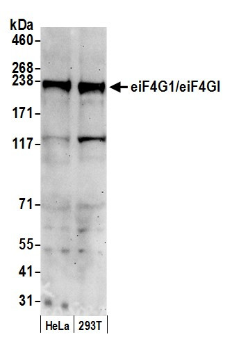 eIF4G1/eIF4GI Antibody in Western Blot (WB)