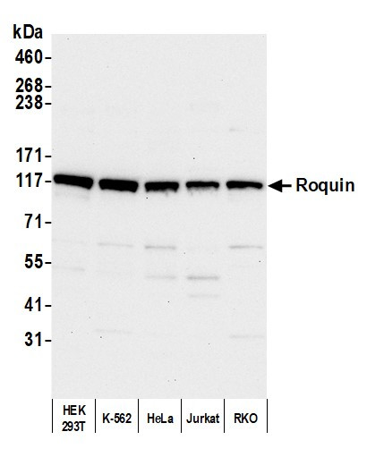 Roquin Antibody in Western Blot (WB)