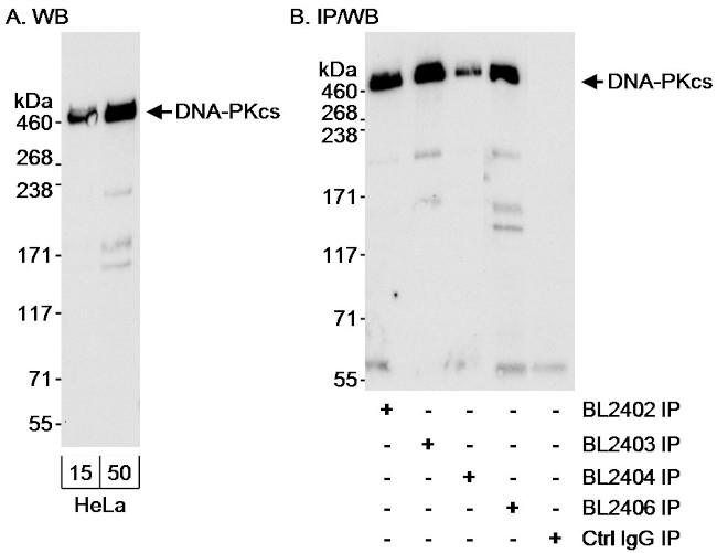 DNA-PKcs Antibody in Western Blot (WB)