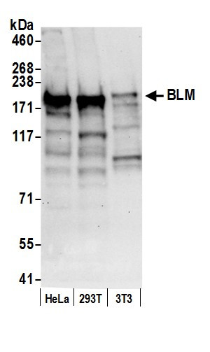 BLM Antibody in Western Blot (WB)