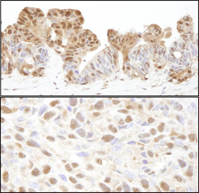 VCP Antibody in Immunohistochemistry (Paraffin) (IHC (P))