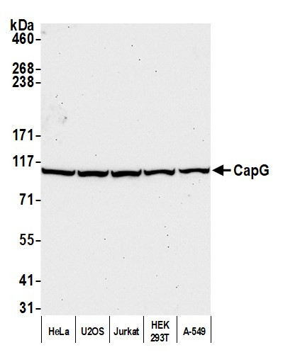 CAP-G Antibody in Western Blot (WB)