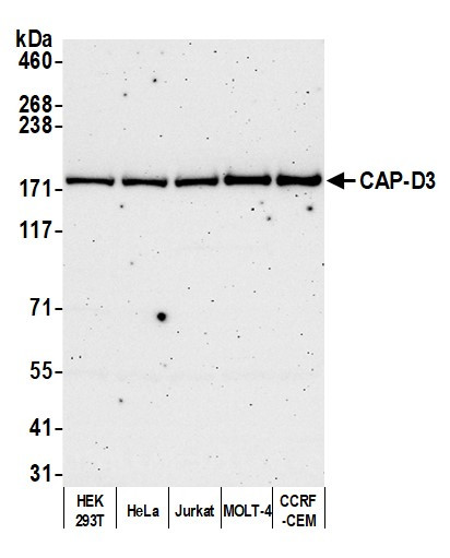 CAP-D3 Antibody in Western Blot (WB)