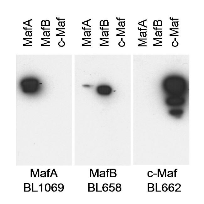 MafA Antibody in Western Blot (WB)