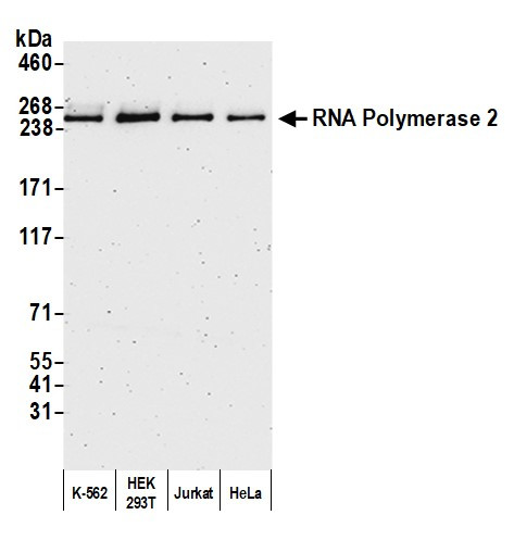 RNA Polymerase II Antibody in Western Blot (WB)