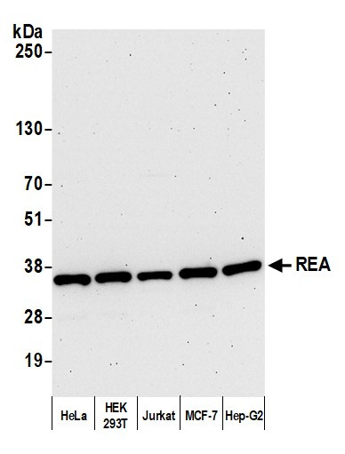 REA Antibody in Western Blot (WB)