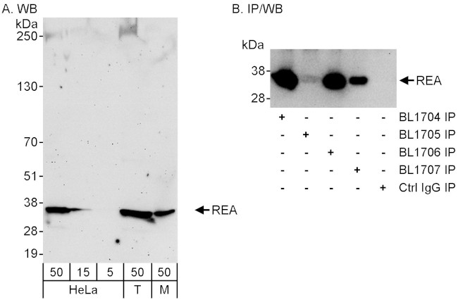 REA Antibody in Western Blot (WB)