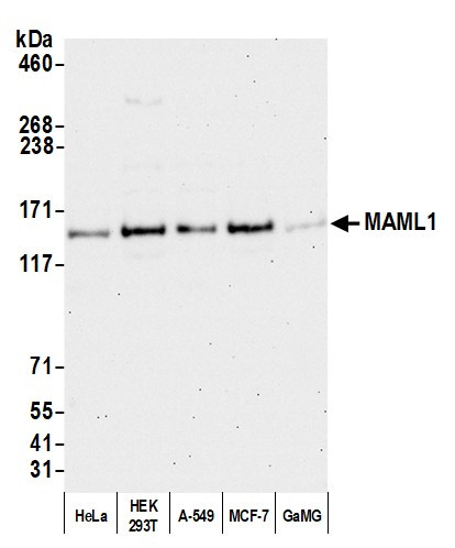 MAML1 Antibody in Western Blot (WB)