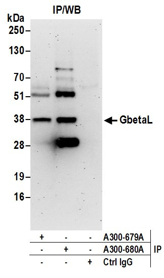 GbetaL Antibody in Immunoprecipitation (IP)