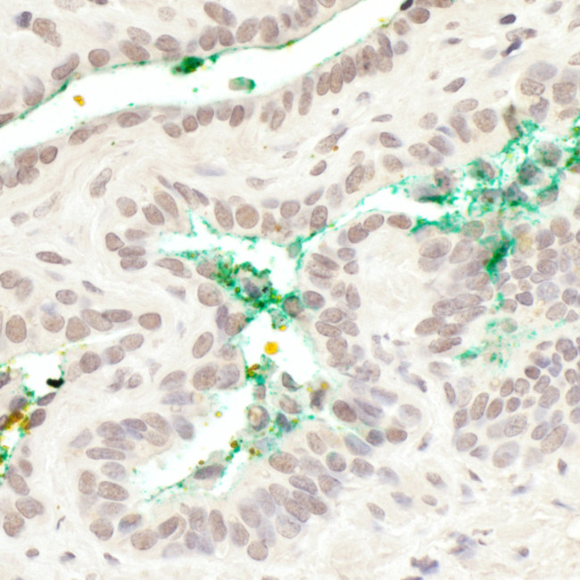 MAML3 Antibody in Immunohistochemistry (Paraffin) (IHC (P))