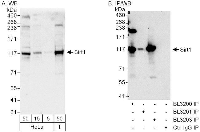 Sirt1 Antibody in Western Blot (WB)