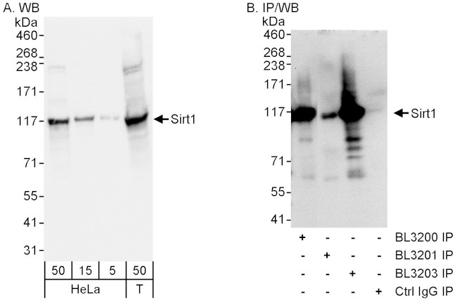 Sirt1 Antibody in Western Blot (WB)