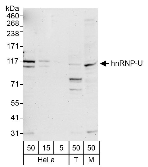 hnRNP-U Antibody in Western Blot (WB)