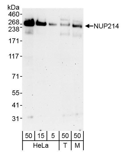 NUP214 Antibody in Western Blot (WB)