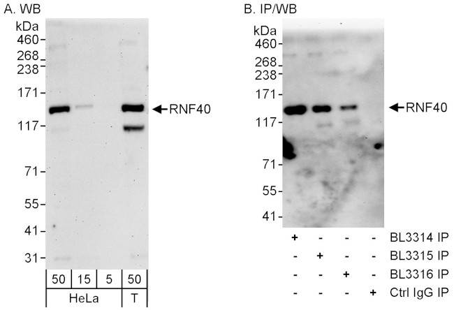 RNF40 Antibody in Western Blot (WB)