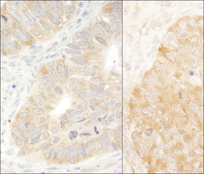 eIF2alpha/EIF2S1 Antibody in Immunohistochemistry (Paraffin) (IHC (P))