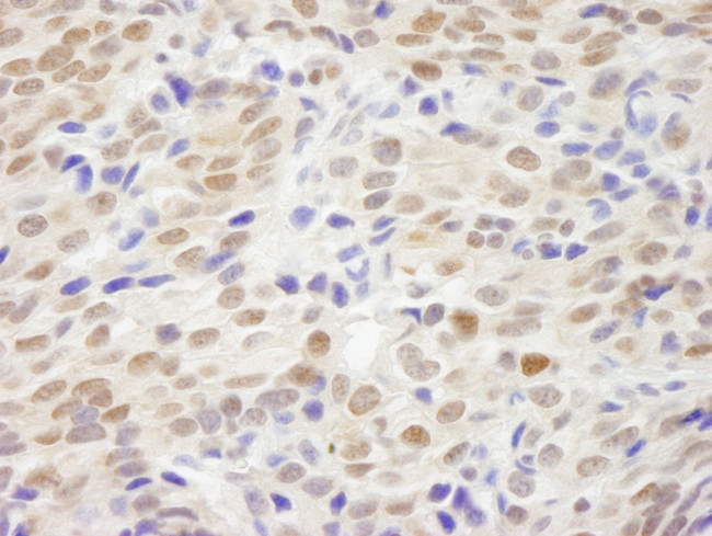 XLF Antibody in Immunohistochemistry (Paraffin) (IHC (P))