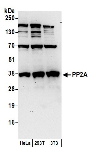 PP2A Antibody in Western Blot (WB)