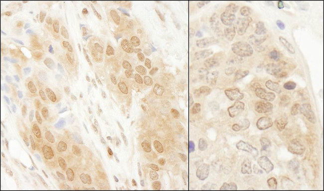 DJ-1 Antibody in Immunohistochemistry (Paraffin) (IHC (P))