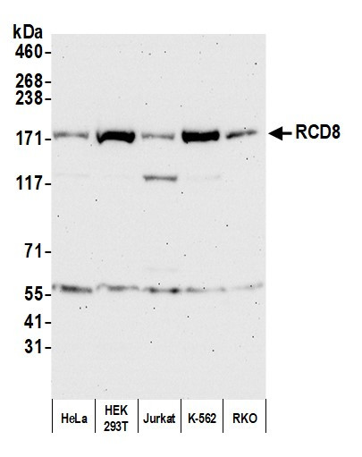 RCD8 Antibody in Western Blot (WB)