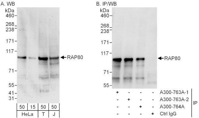 RAP80 Antibody in Western Blot (WB)