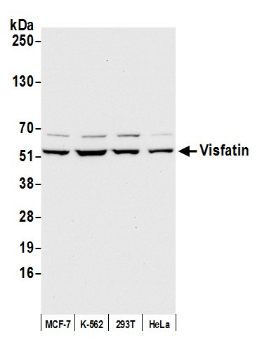 Visfatin Antibody in Western Blot (WB)