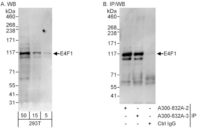 E4F1 Antibody in Western Blot (WB)