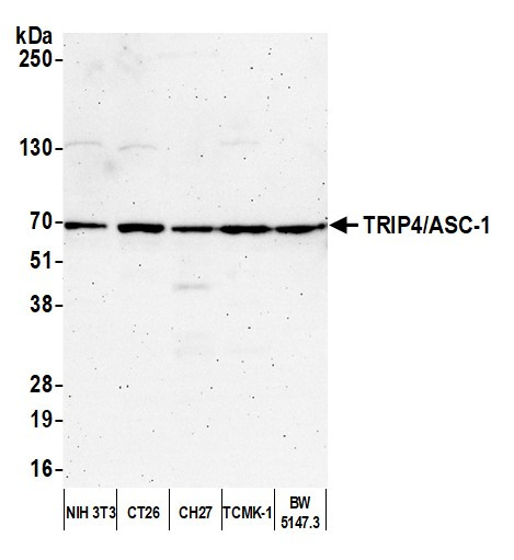 TRIP4/ASC-1 Antibody in Western Blot (WB)