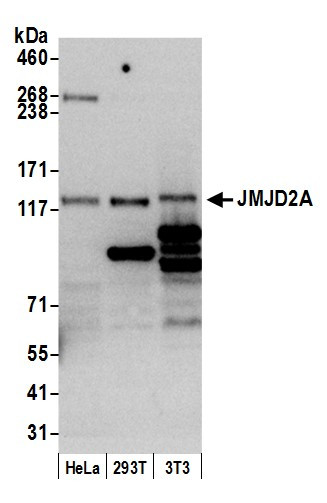 JMJD2A Antibody in Western Blot (WB)