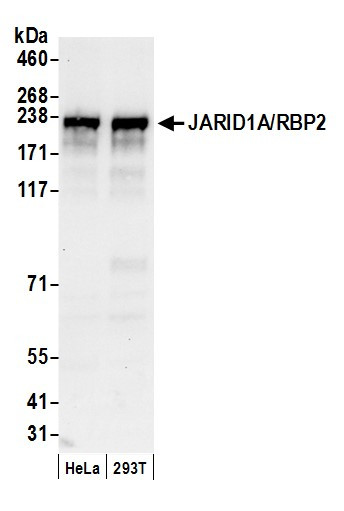 JARID1A/RBP2 Antibody in Western Blot (WB)