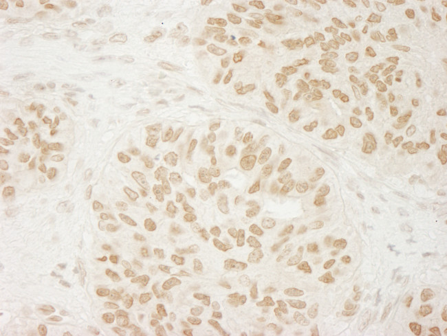 USP33 Antibody in Immunohistochemistry (Paraffin) (IHC (P))