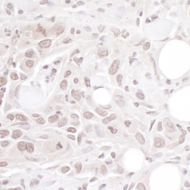 Geminin Antibody in Immunohistochemistry (Paraffin) (IHC (P))