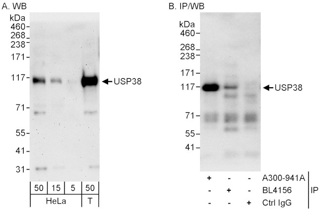 USP38 Antibody in Western Blot (WB)