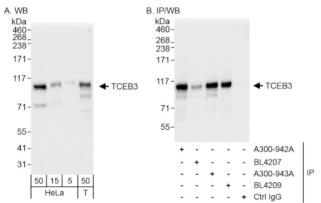 TCEB3 Antibody in Western Blot (WB)