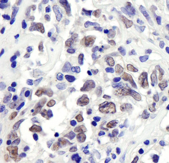 RbBP7 Antibody in Immunohistochemistry (Paraffin) (IHC (P))